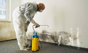 Mold Removal Services